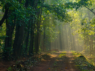 Landscape View of Sunrays in the Indian forest. 