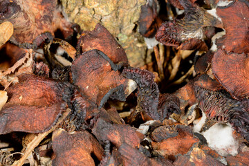 mushrooms on the ground