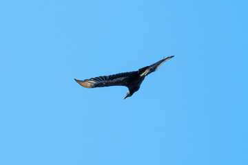 Black Vulture Flying Showing White Wing Tips