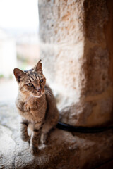 A homeless cat on a Greek street.