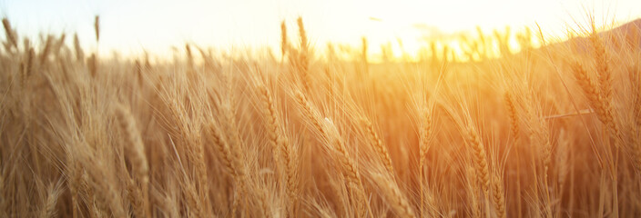 Wheat field at the sunset