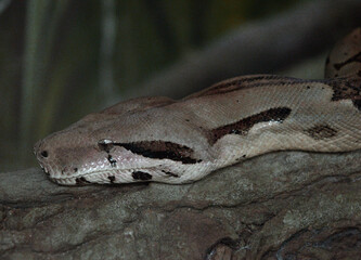 Serpiente Fotografía