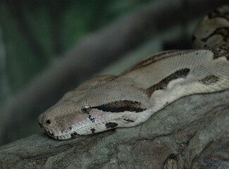 Serpiente Fotografía