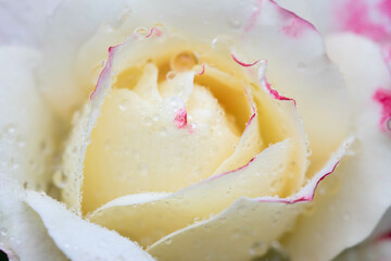 Closeup or macro picture of White Lies rose petal, can be used as background.