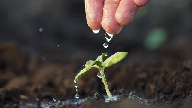 Caring hand pouring water on tiny sprout in garden. Leaves of plant reach for droplets of life-giving water. Farmer waters green bud in the soil. Hands with refreshing water irrigate green sprout