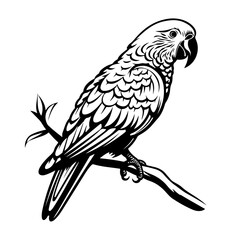 Parrot Vector Illustration