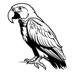 Parrot Vector Illustration