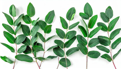green leaves eucalyptus isolated on white background flat lay top view