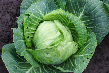 a large head of cabbage with lush, juicy green leaves - on a field in a vegetable garden in the summer after rain