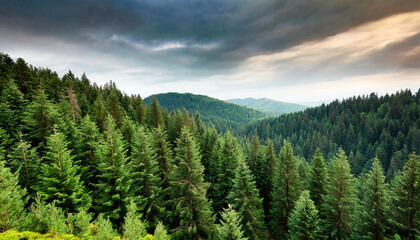 forest of pine trees in wilderness mountains