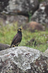 bird on a rock