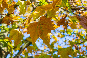 autumn leaves in the sun