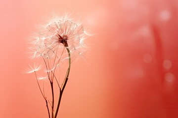  a close up of a dandelion in front of a red background with a blurry image of the dandelion.