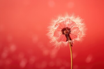  a dandelion on a red background with a blurry image of the dandelion in the foreground.