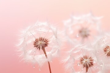 a close up of a dandelion with drops of water on it and a pink wall in the background.