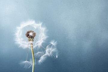  a dandelion blowing in the wind with a blue sky in the background and a few clouds in the background.