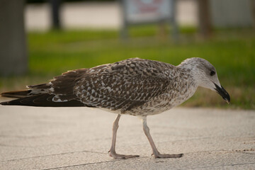 Common gull in a harbour 