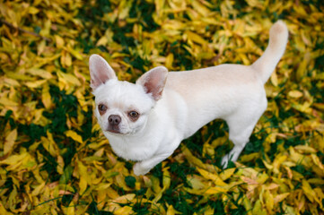 white chihuahua dog posing in fallen leaves