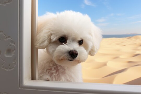 Medium shot portrait photography of a curious bichon frise looking out a window against sand dunes background. With generative AI technology