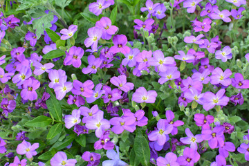 Aubrieta blooms in a flower bed in the garden