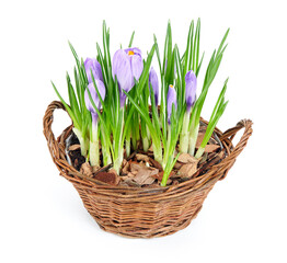 Several purple crocuses  in decorative basket