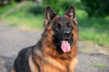 portrait of a german shepherd dog