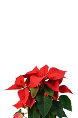 Red Poinsettia flower isolated on white background with copy space, close up