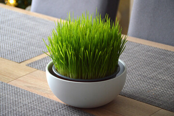 Christmas wheat grass on the table