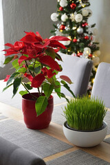 Christmas wheat grass and Poinsettia flower on the table