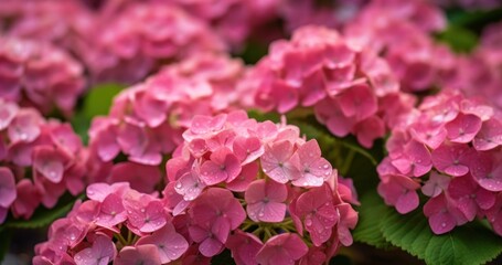 Pink hydrangea flowers with water drops on petals.