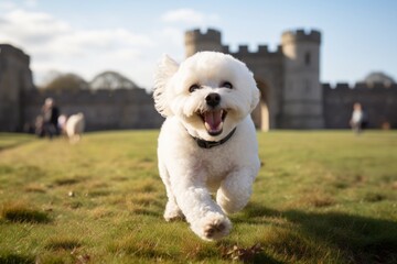 Lifestyle portrait photography of a smiling bichon frise chasing his tail against historic battlefields background. With generative AI technology