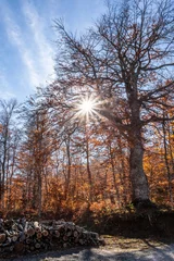 Foto auf Leinwand Fall foliage in Emilia-Romagna in Italian Appenines, trip at Acquapartita. © Alessandro Persiani