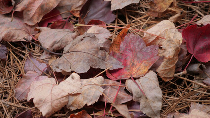 autumn leaves on the ground