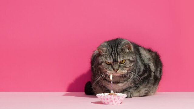 Cat Birthday background with funny fat Scottish straight shorthair breed cat looking at the cake with candle.