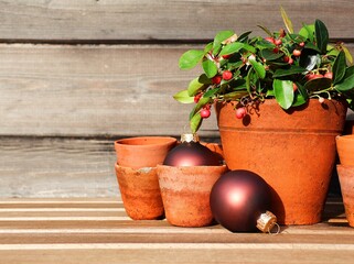 Gaultheria plant in a terracotta flower pot, decorated with Christmas baubles. Christmas decoration.