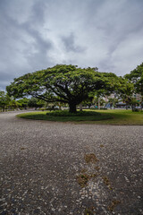 &aacute;rvore na cidade de Vit&oacute;ria, Estado do Espirito Santo, Brasil