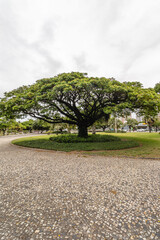 árvore na cidade de Vitória, Estado do Espirito Santo, Brasil