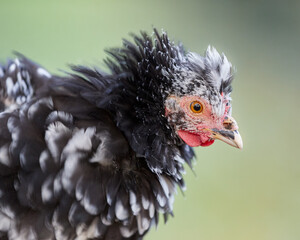Close up head shot of black white chick shaking feathers