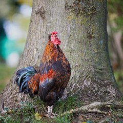 Red rooster crowing next to tree in garden outdoor © erwin