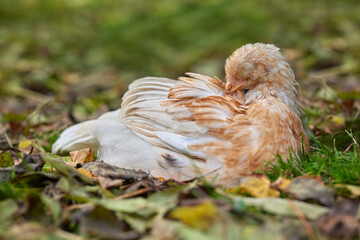 Young white brown chick picking its feathers in grass in autumn