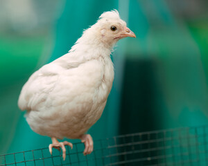 Close up of white newborn white chick isolated outdoor on blurred background