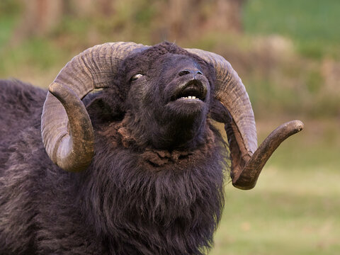 Flehmen response on brown male ouessant sheep