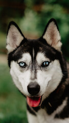 husky portrait © George