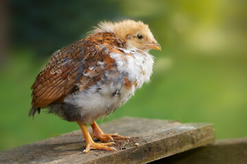 Cute newborn brown chick isolated outdoor on blurred background