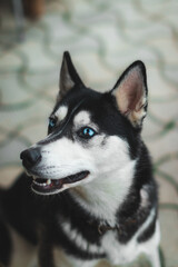 siberian husky dog