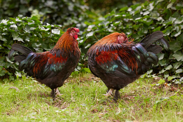 Two red roosters free-range in grass of garden