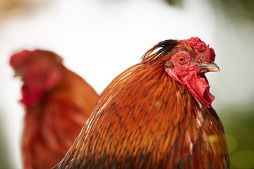 Two red roosters in close up on blurred background