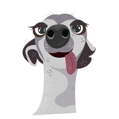 Funny Peruvian naked dog.