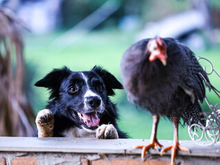 border collie dog hunting a guinea fowl