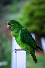 "Maritaca" (Psittacara leucophthalmus)typical bird of brazilian fauna similar to a parrot on a farm